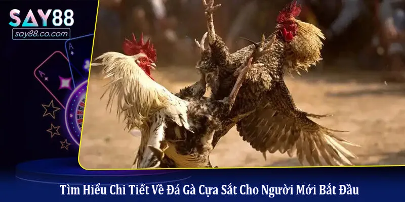 Tìm Hiểu Chi Tiết Về Đá Gà Cựa Sắt Cho Người Mới Bắt Đầu Đá gà cựa sắt