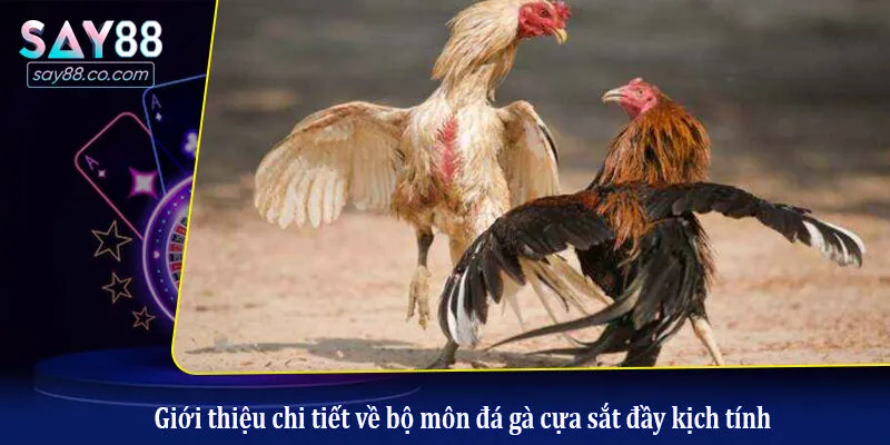 Tìm Hiểu Chi Tiết Về Đá Gà Cựa Sắt Cho Người Mới Bắt Đầu Giới thiệu chi tiết về bộ môn đá gà cựa sắt đầy kịch tính