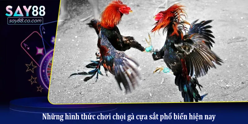Tìm Hiểu Chi Tiết Về Đá Gà Cựa Sắt Cho Người Mới Bắt Đầu Những hình thức chơi chọi gà cựa sắt phổ biến hiện nay