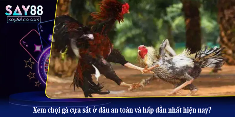 Tìm Hiểu Chi Tiết Về Đá Gà Cựa Sắt Cho Người Mới Bắt Đầu Xem chọi gà cựa sắt ở đâu an toàn và hấp dẫn nhất hiện nay?